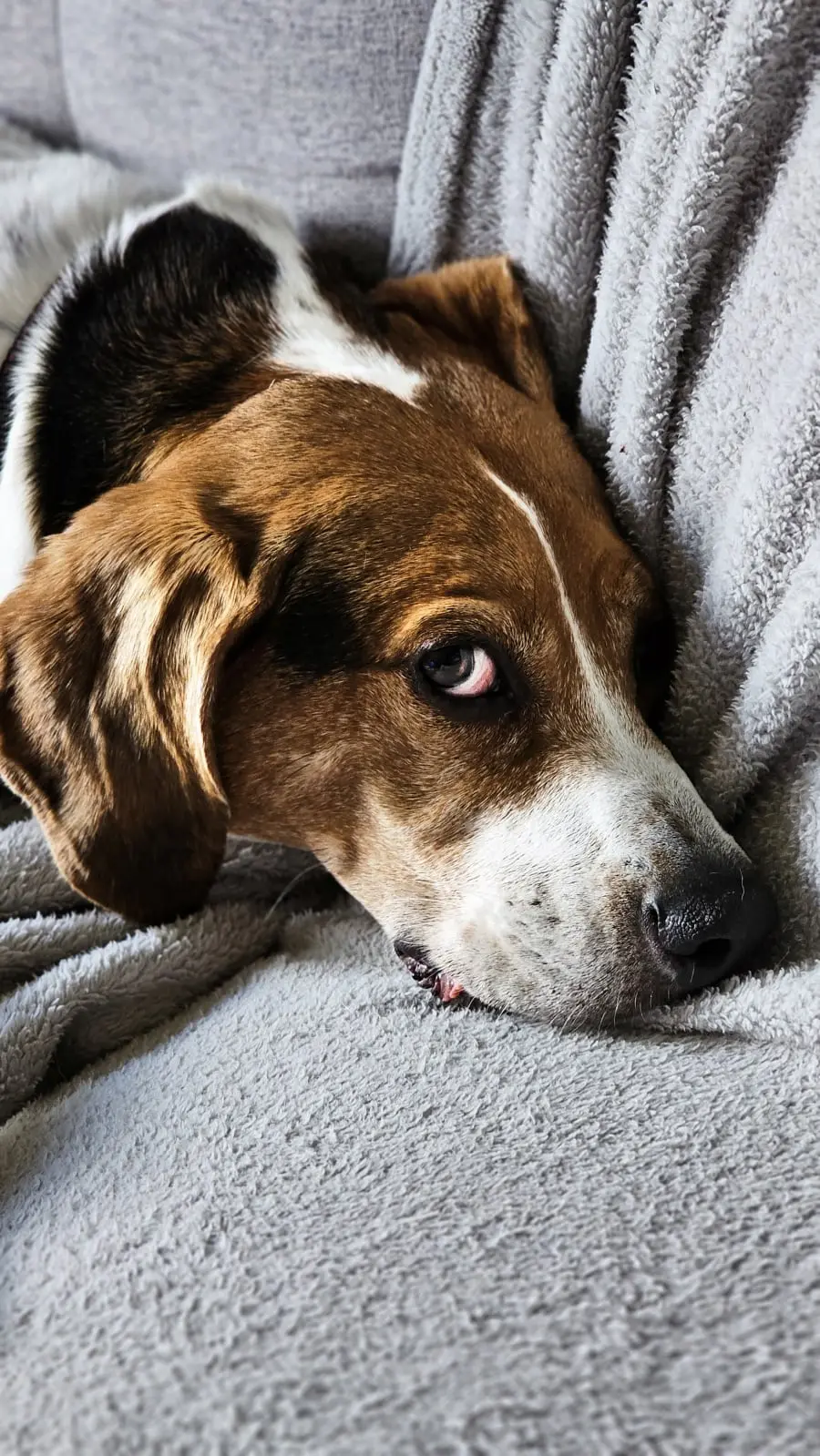 Dog Photography by Jeff Ellis