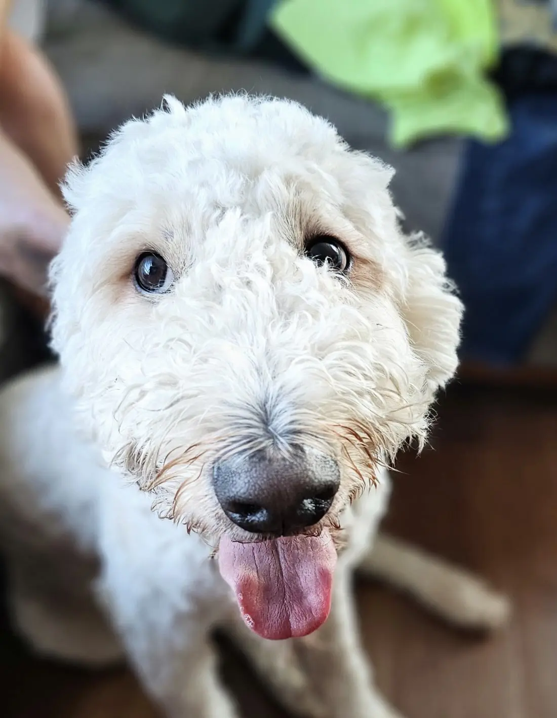 Dog Photography by Jeff Ellis