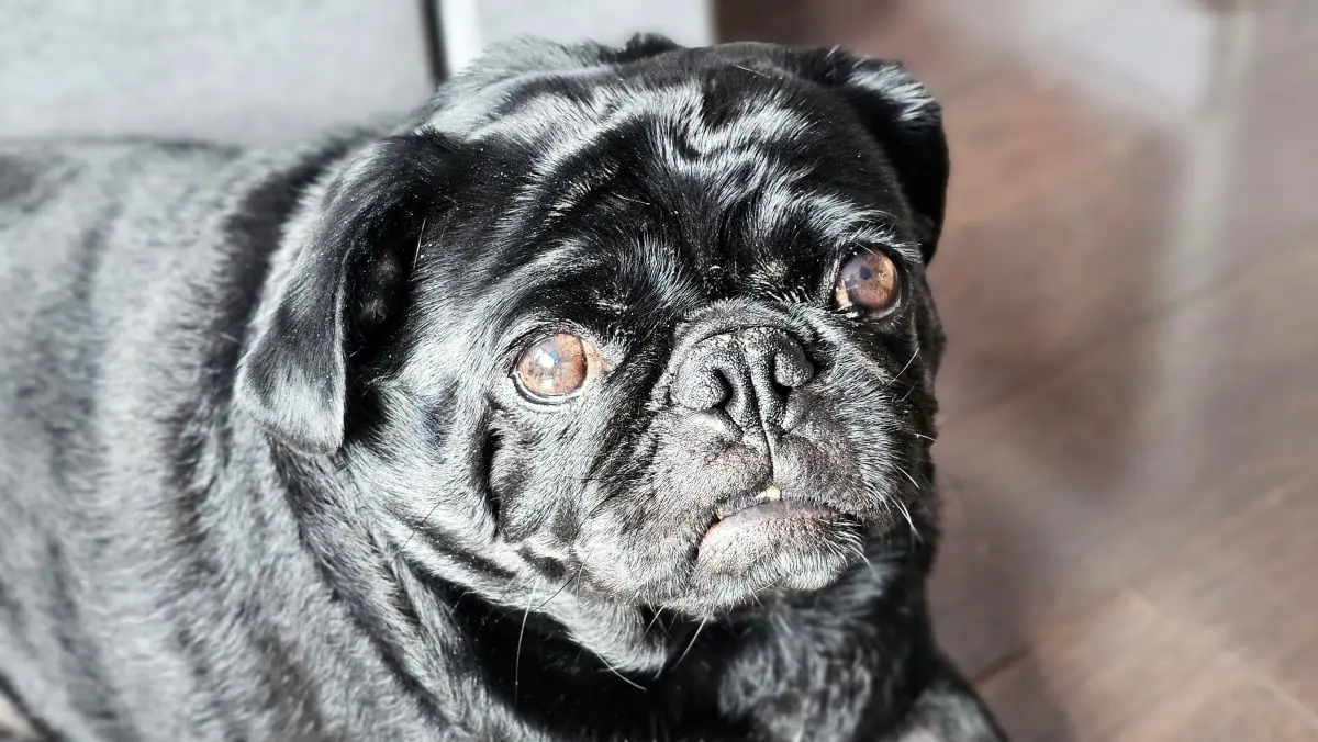 Dog Photography by Jeff Ellis