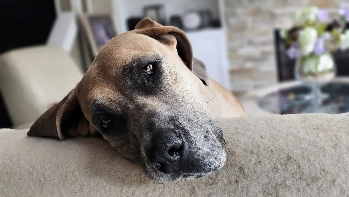 Dog Photography by Jeff Ellis