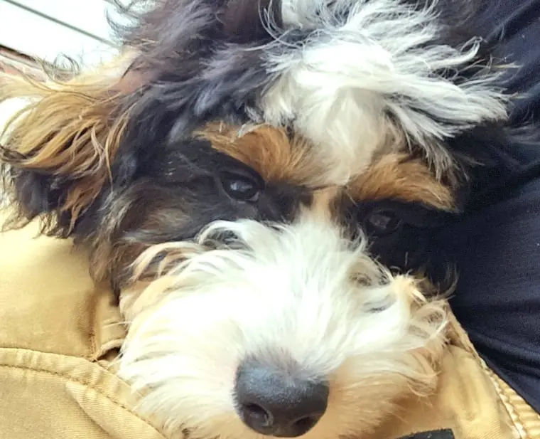 Dog Photography by Jeff Ellis