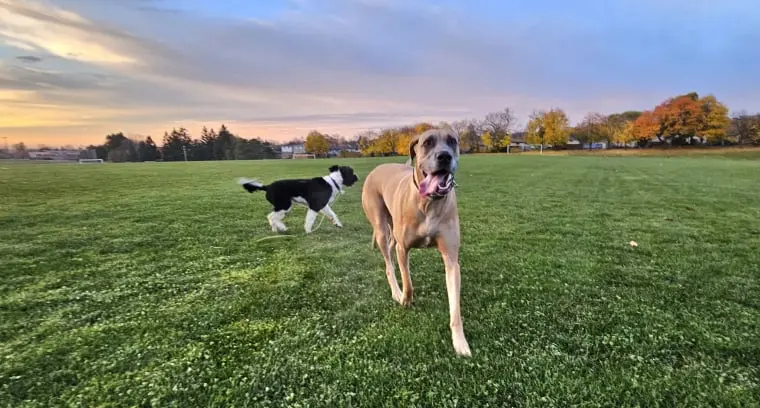 Dog Photography by Jeff Ellis