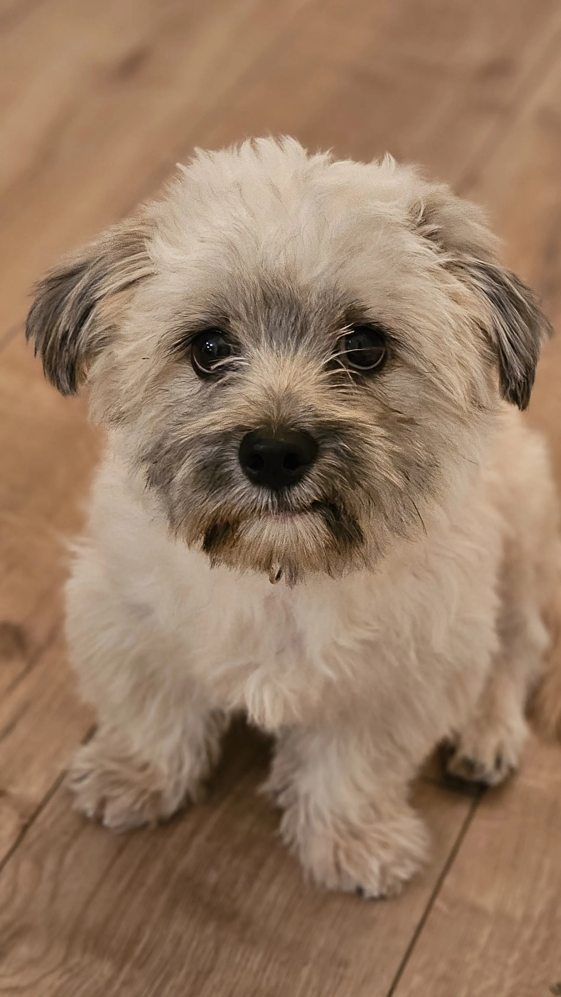 Dog Photography by Jeff Ellis