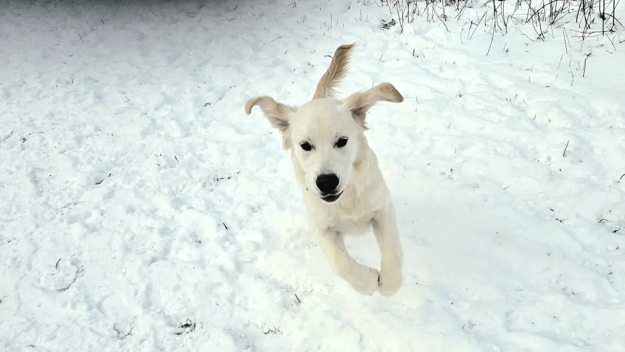 Dog Photography by Jeff Ellis